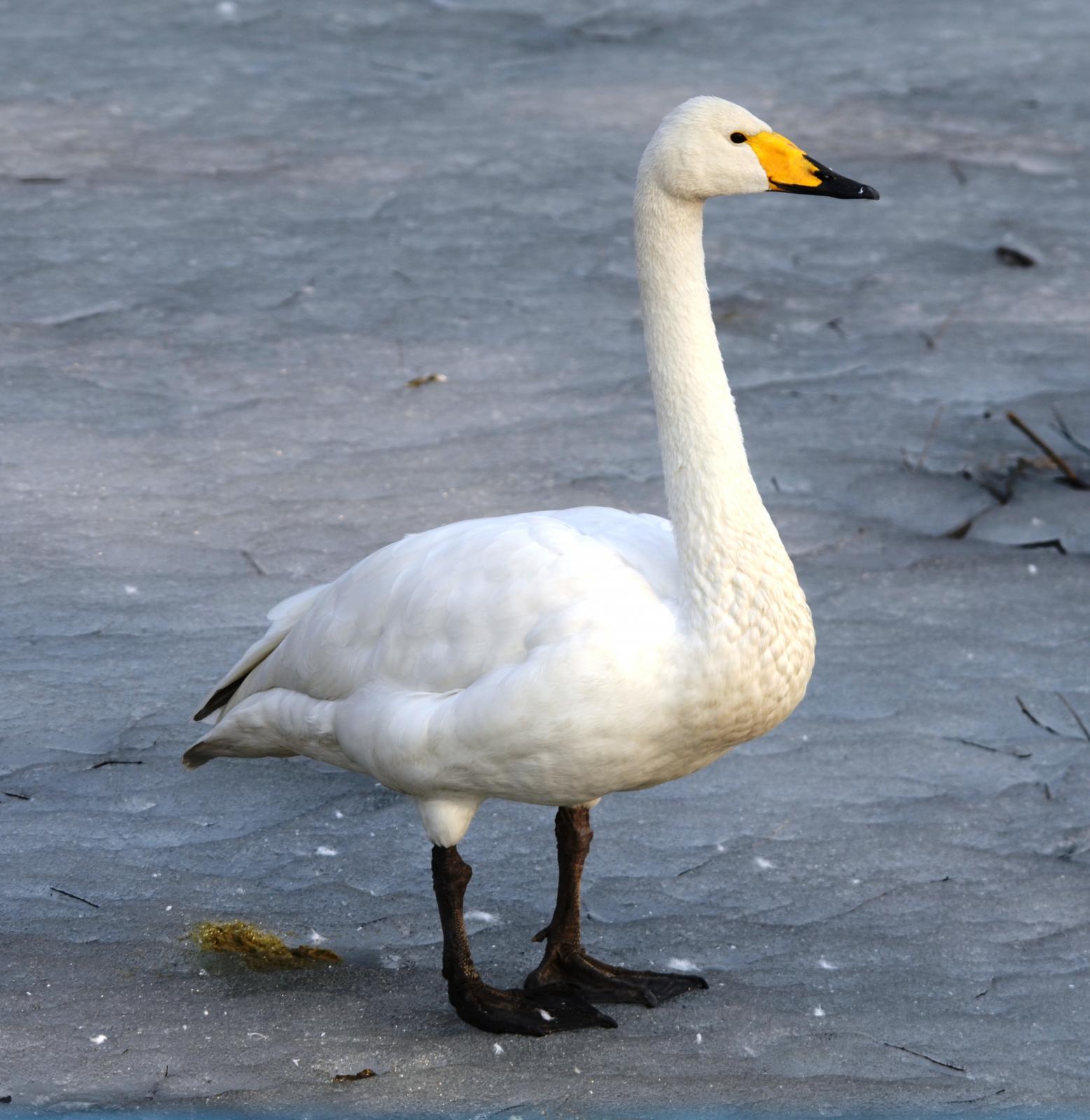 Whooper Swan #21