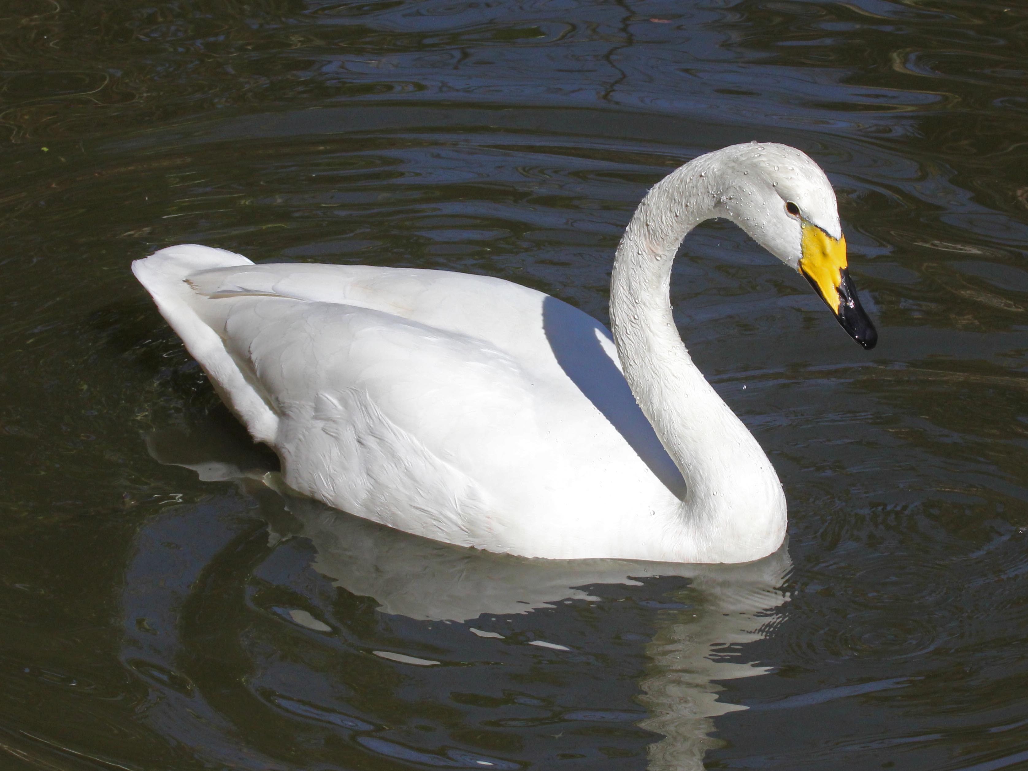 Whooper Swan #23