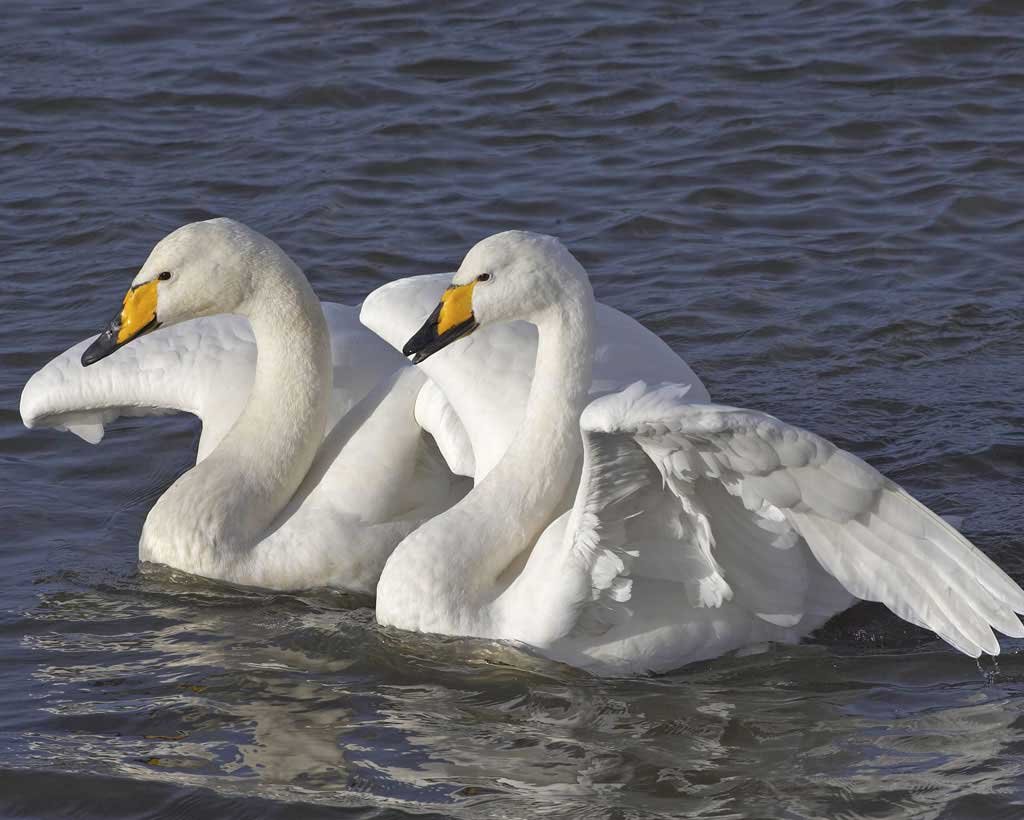 Images of Whooper Swan | 1024x820