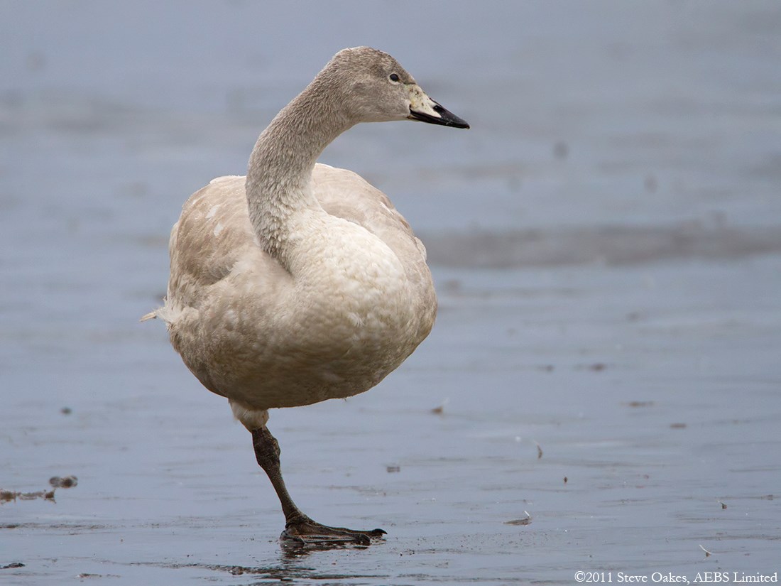 Whooper Swan Pics, Animal Collection