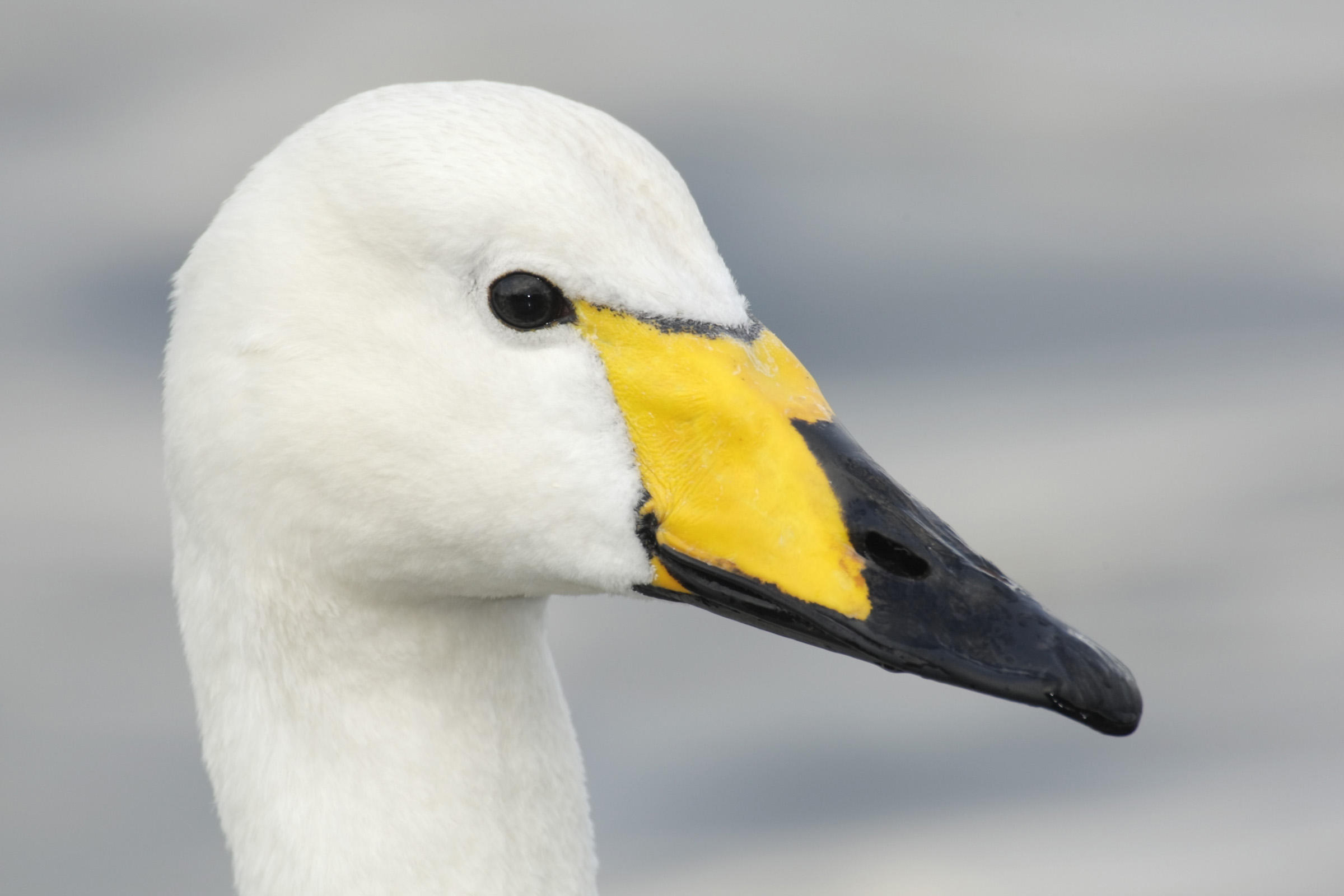 Amazing Whooper Swan Pictures & Backgrounds