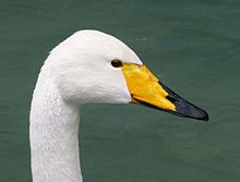 Whooper Swan #15