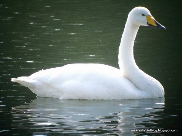 Whooper Swan #10