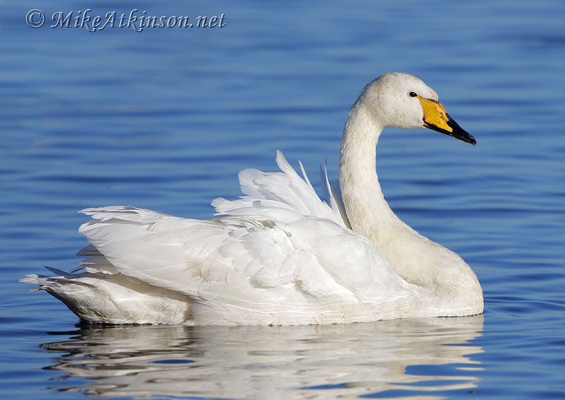 HD Quality Wallpaper | Collection: Animal, 800x566 Whooper Swan