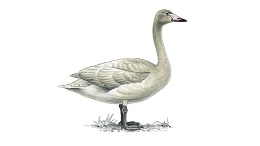 Whooper Swan #11