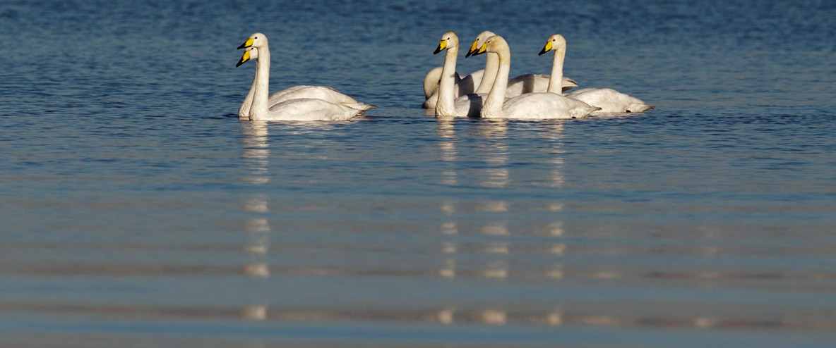 Whooper Swan Pics, Animal Collection