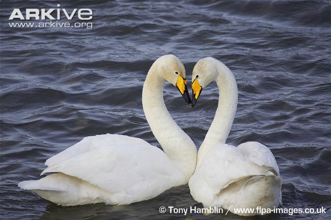 Whooper Swan #14