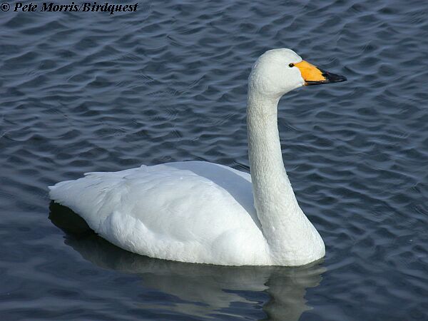 Whooper Swan #8