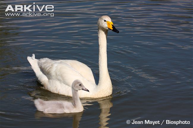 Whooper Swan #5