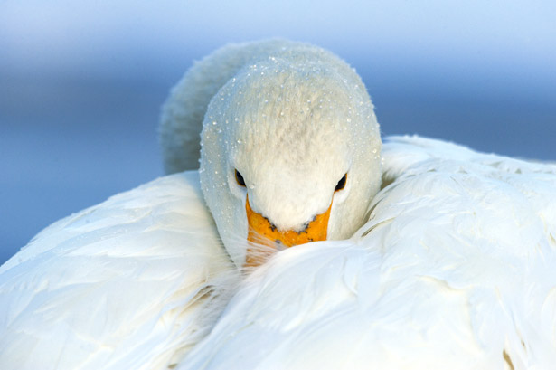 Whooper Swan #2