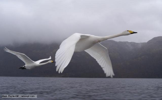 Whooper Swan Backgrounds, Compatible - PC, Mobile, Gadgets| 640x395 px