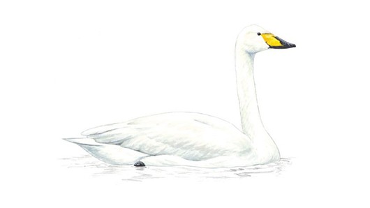 HD Quality Wallpaper | Collection: Animal, 530x298 Whooper Swan