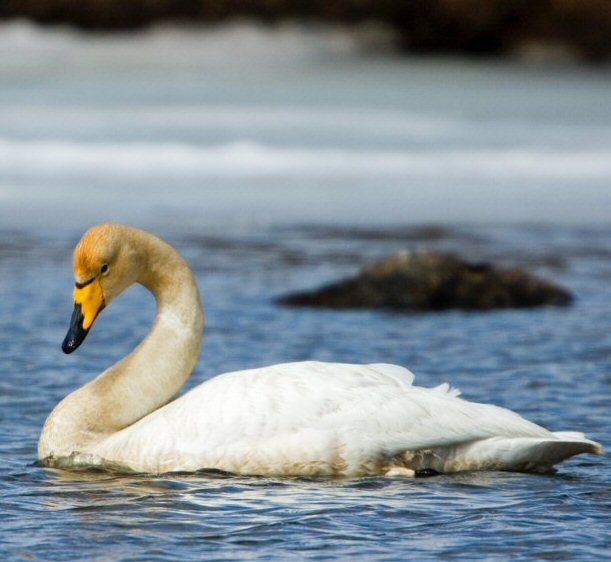 Whooper Swan Backgrounds on Wallpapers Vista