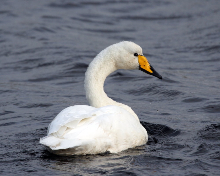 Whooper Swan #1
