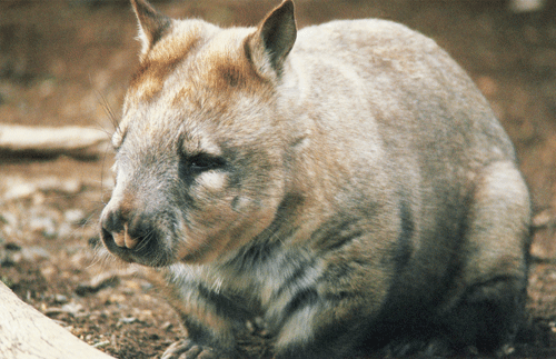 Whopping Wombat Pics, Animal Collection