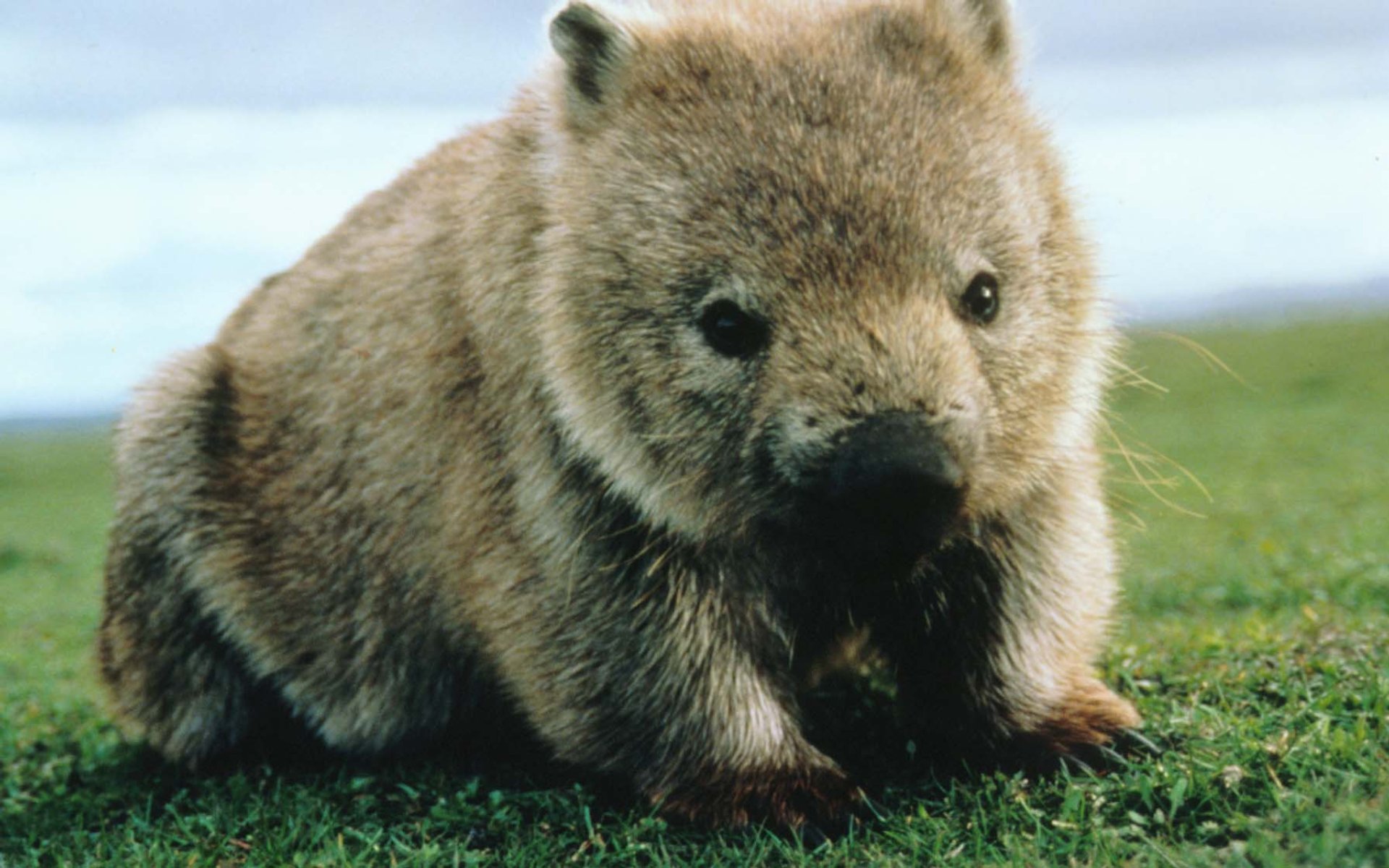 Nice wallpapers Whopping Wombat 1920x1200px