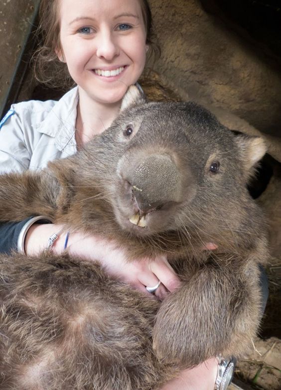 Whopping Wombat Backgrounds, Compatible - PC, Mobile, Gadgets| 564x783 px