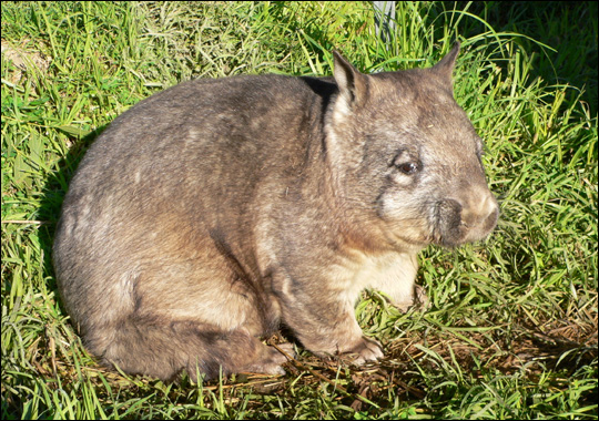 Whopping Wombat Backgrounds, Compatible - PC, Mobile, Gadgets| 540x380 px