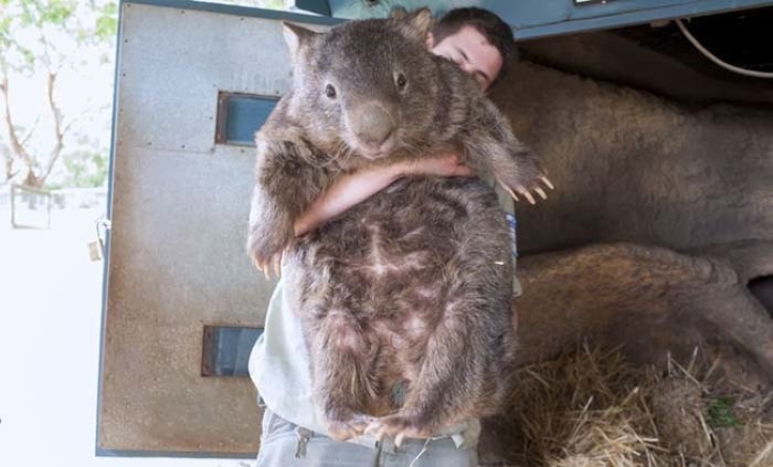 Whopping Wombat #18