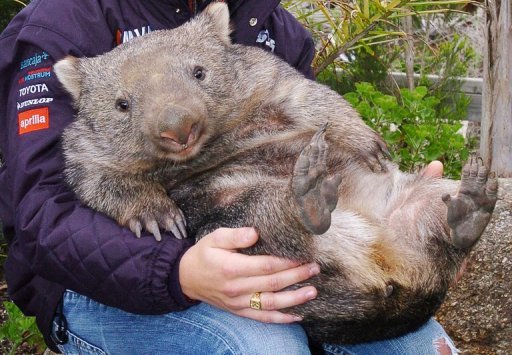 Whopping Wombat Backgrounds on Wallpapers Vista