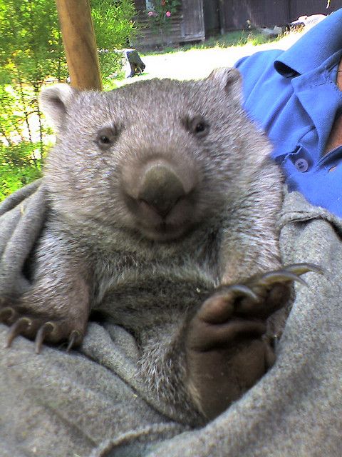 Amazing Whopping Wombat Pictures & Backgrounds