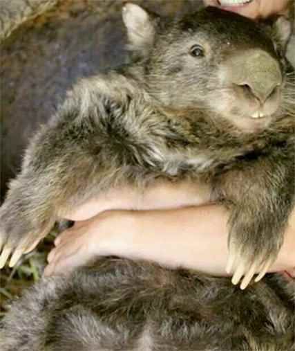 Whopping Wombat Backgrounds, Compatible - PC, Mobile, Gadgets| 427x507 px