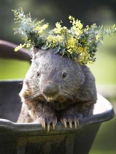 236x314 > Whopping Wombat Wallpapers