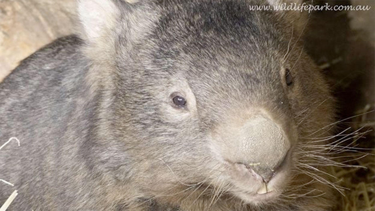 HQ Whopping Wombat Wallpapers | File 133.39Kb
