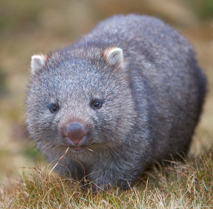 Whopping Wombat Pics, Animal Collection