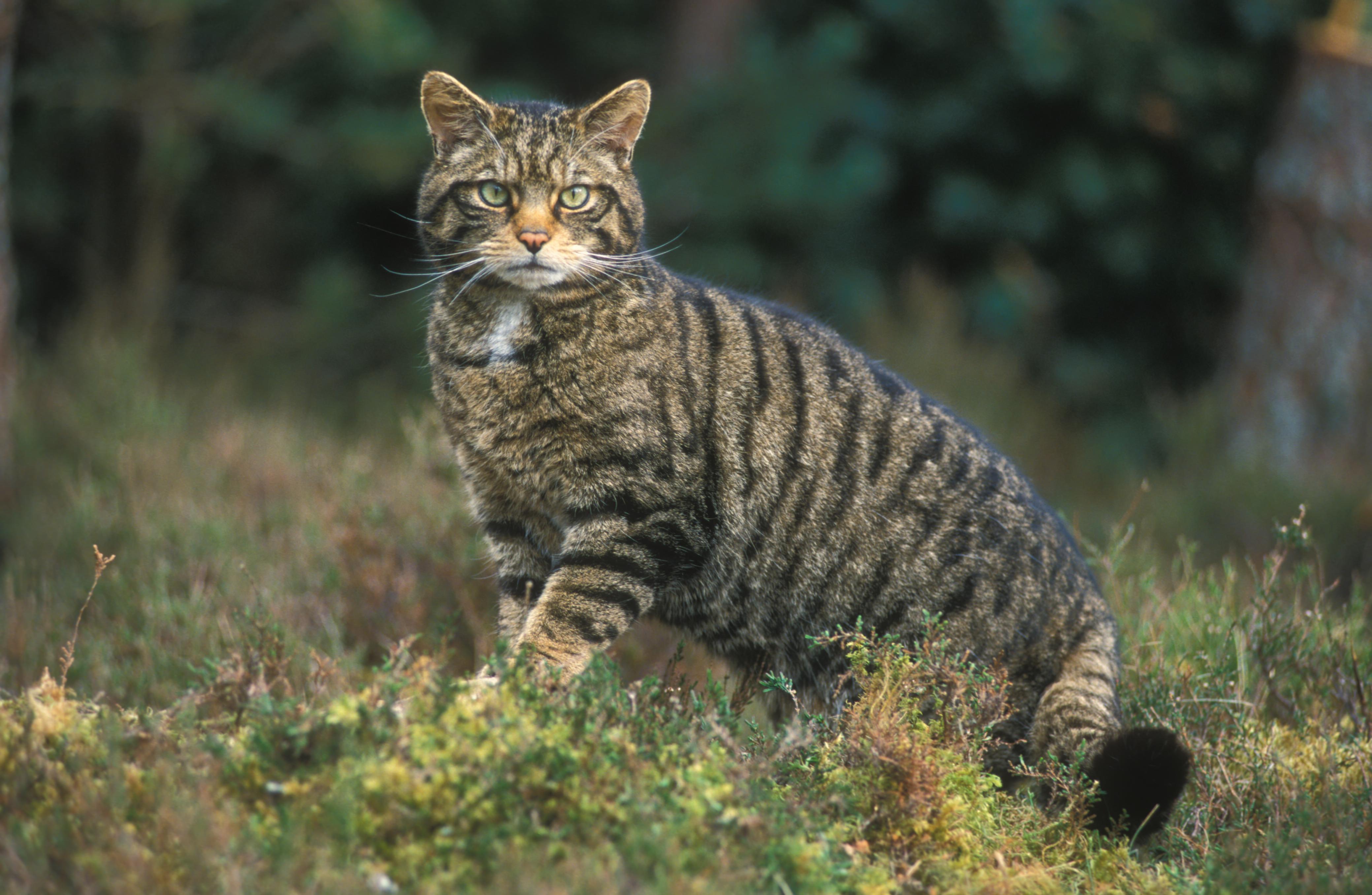 Кошки какие сильные. Европейский дикий Лесной кот. Лесной кот Фелис Сильвестрис. Европейский Лесной кот камышовый дикий. Шотландский дикий Лесной кот.