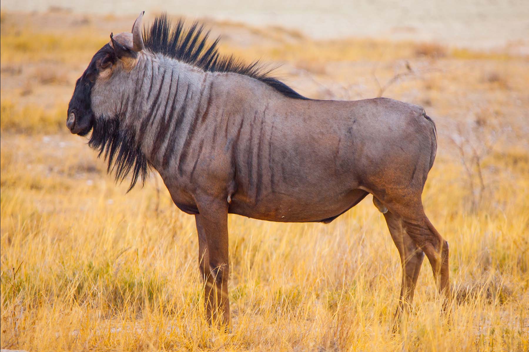 Wildebeest Backgrounds, Compatible - PC, Mobile, Gadgets| 1800x1200 px