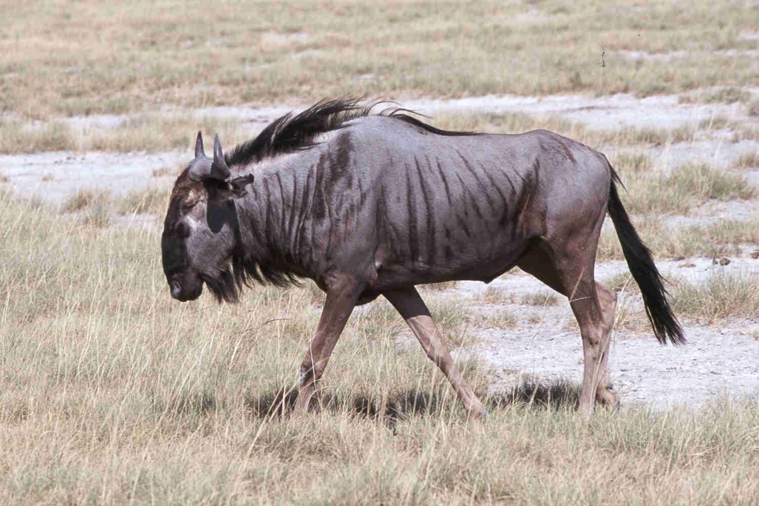 HQ Wildebeest Wallpapers | File 104.33Kb