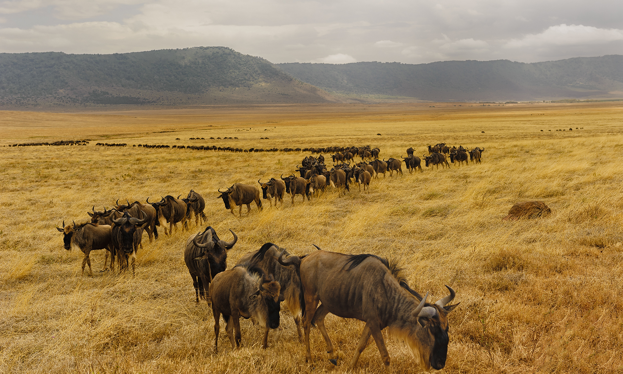 Wildebeest Backgrounds, Compatible - PC, Mobile, Gadgets| 2000x1200 px