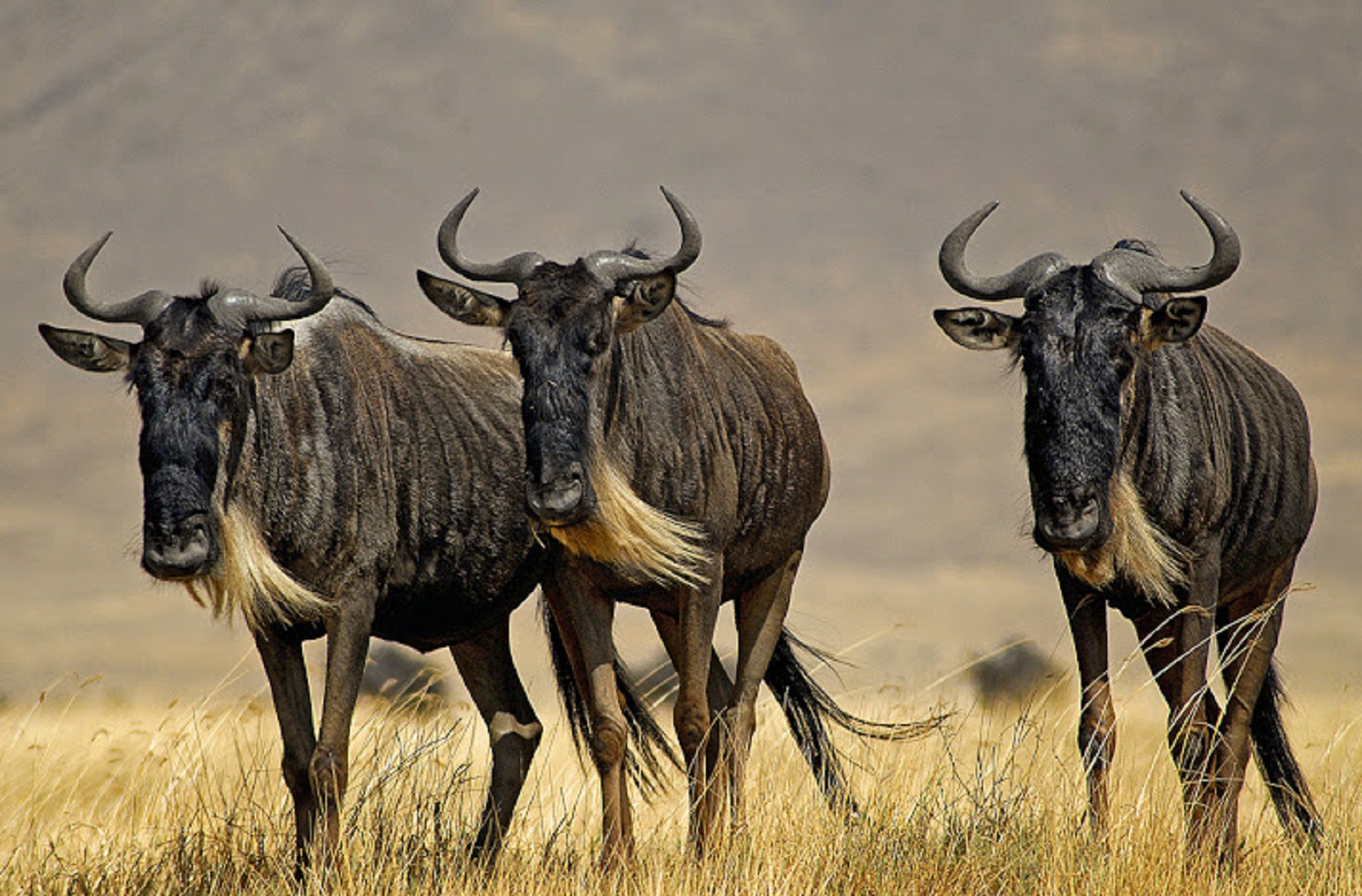 Images of Wildebeest | 1600x1053
