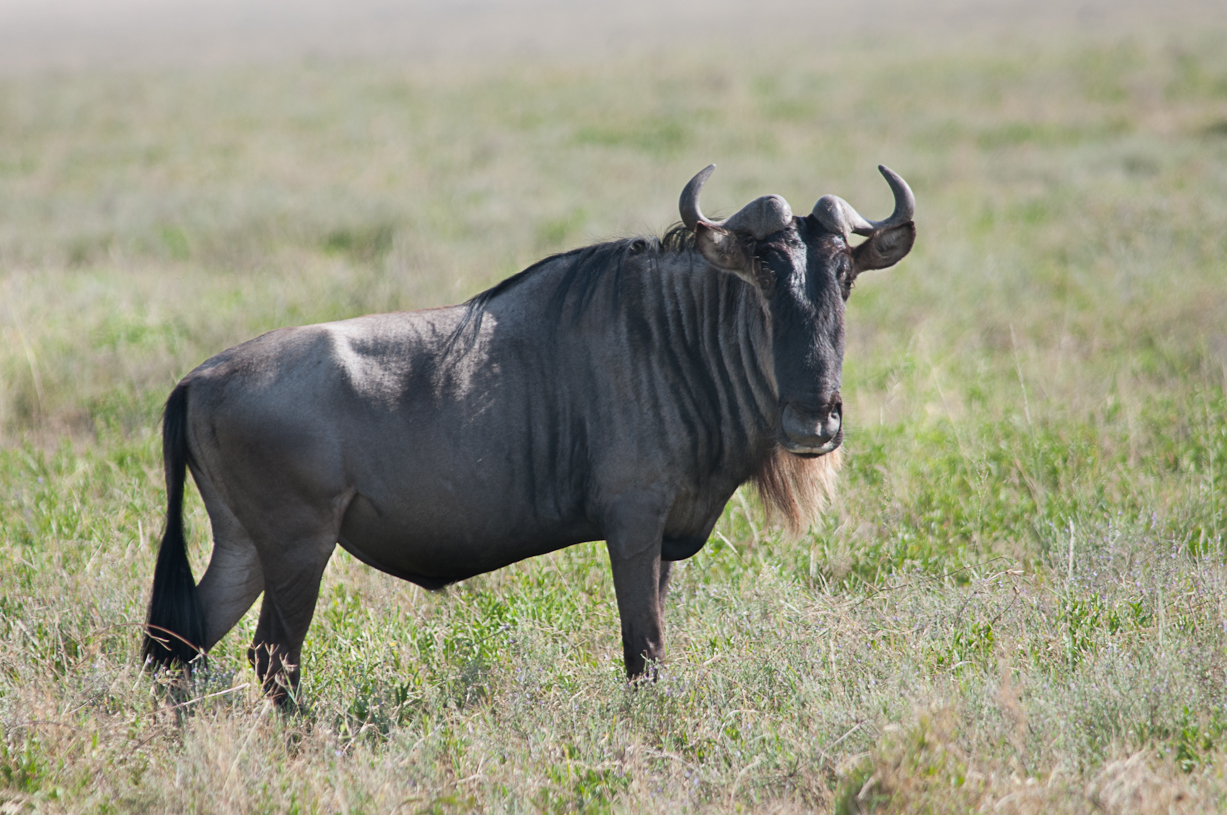 Wildebeest Pics, Animal Collection