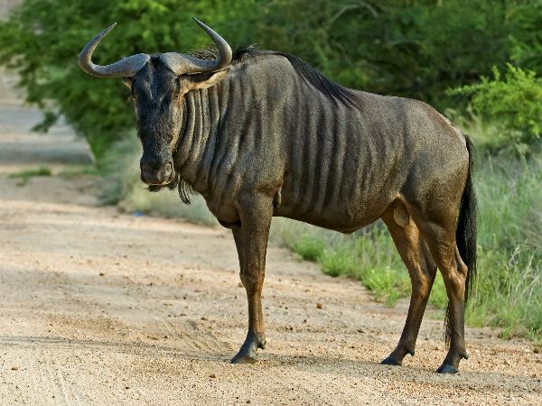 Images of Wildebeest | 600x450