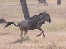 Amazing Wildebeest Pictures & Backgrounds