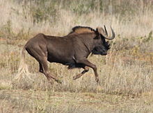 Amazing Wildebeest Pictures & Backgrounds