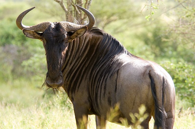 Wildebeest High Quality Background on Wallpapers Vista