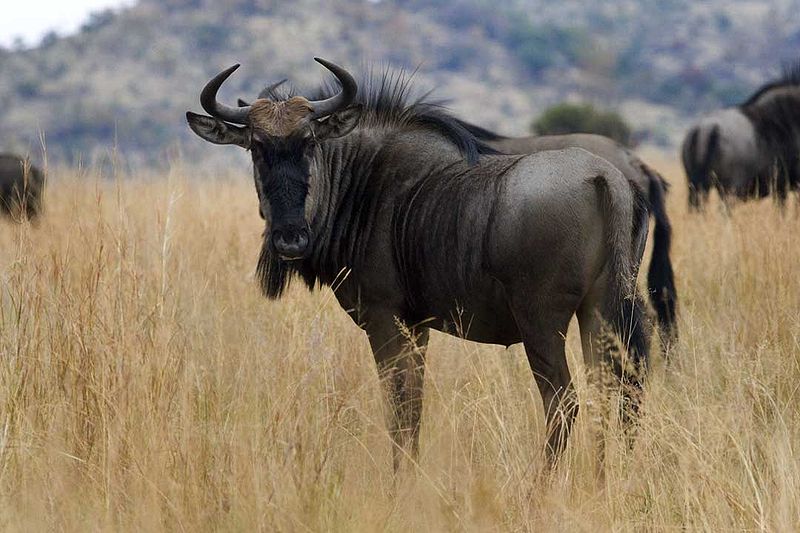 Wildebeest High Quality Background on Wallpapers Vista