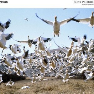 Images of Winged Migration | 300x300