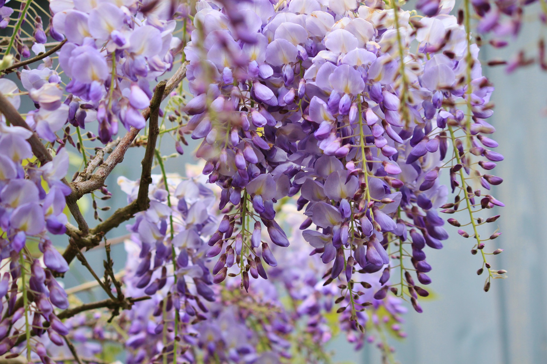 Wisteria Wallpapers Earth Hq Wisteria Pictures 4k Wallpapers 2019