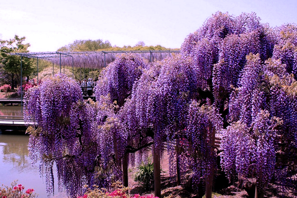HQ Wisteria Wallpapers | File 1165.26Kb