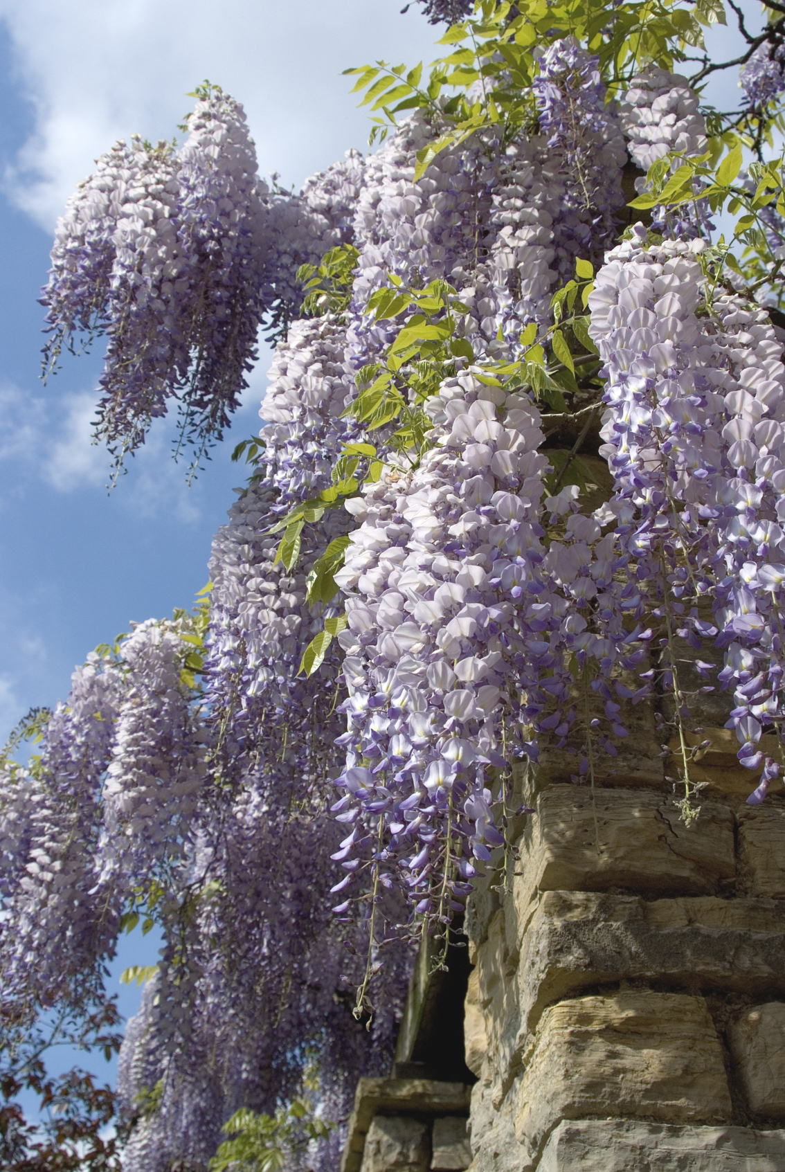 Nice wallpapers Wisteria 1134x1693px