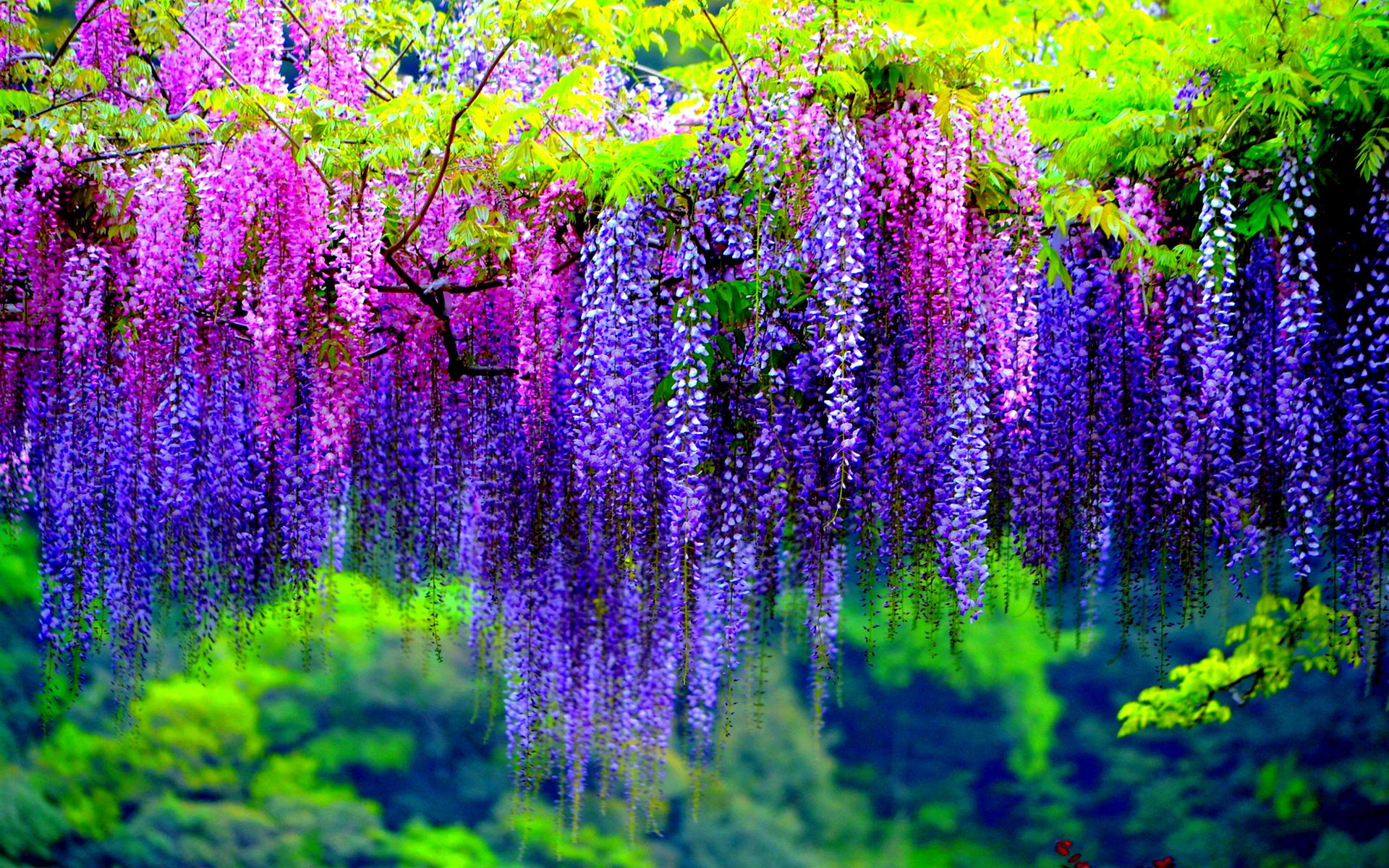 Nice wallpapers Wisteria 1920x1200px