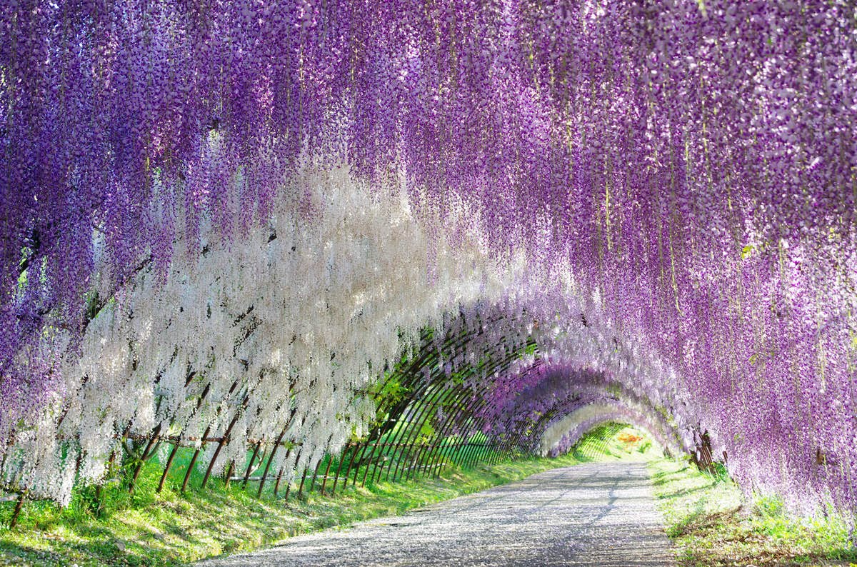 Nice Images Collection: Wisteria Desktop Wallpapers