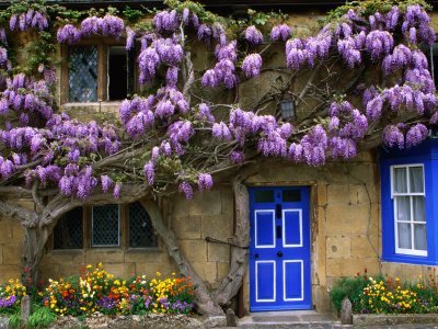 Nice wallpapers Wisteria 400x300px