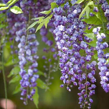 450x450 > Wisteria Wallpapers