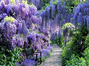 Nice wallpapers Wisteria 300x225px