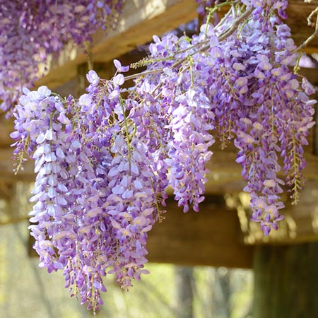 Wisteria Backgrounds on Wallpapers Vista